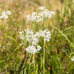 1 - Domaine Des Landes * Lesperon (Landes)